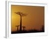 Baobab Avenue at Sunset, Madagascar-Daisy Gilardini-Framed Photographic Print