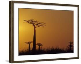 Baobab Avenue at Sunset, Madagascar-Daisy Gilardini-Framed Photographic Print