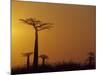 Baobab Avenue at Sunset, Madagascar-Daisy Gilardini-Mounted Photographic Print