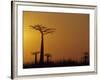 Baobab Avenue at Sunset, Madagascar-Daisy Gilardini-Framed Photographic Print