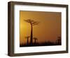 Baobab Avenue at Sunset, Madagascar-Daisy Gilardini-Framed Photographic Print