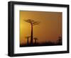 Baobab Avenue at Sunset, Madagascar-Daisy Gilardini-Framed Photographic Print