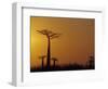 Baobab Avenue at Sunset, Madagascar-Daisy Gilardini-Framed Photographic Print