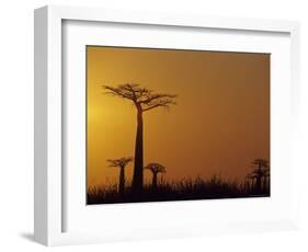 Baobab Avenue at Sunset, Madagascar-Daisy Gilardini-Framed Photographic Print