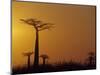 Baobab Avenue at Sunset, Madagascar-Daisy Gilardini-Mounted Photographic Print