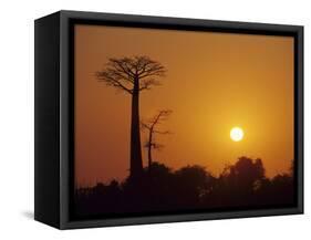 Baobab Avenue at Sunset, Madagascar-Daisy Gilardini-Framed Stretched Canvas