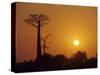 Baobab Avenue at Sunset, Madagascar-Daisy Gilardini-Stretched Canvas
