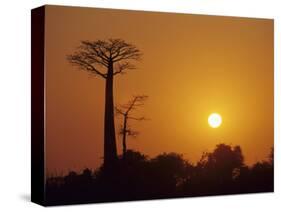 Baobab Avenue at Sunset, Madagascar-Daisy Gilardini-Stretched Canvas