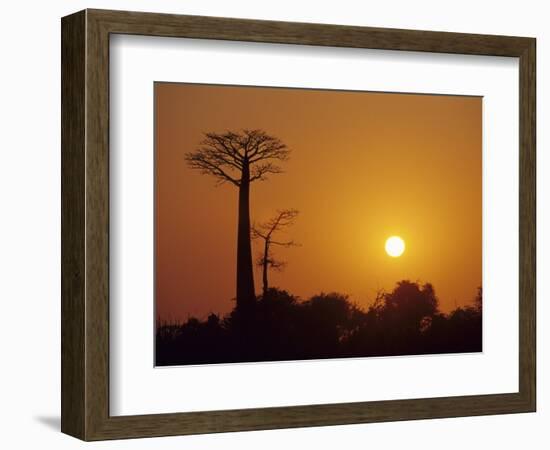 Baobab Avenue at Sunset, Madagascar-Daisy Gilardini-Framed Photographic Print