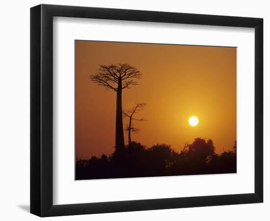 Baobab Avenue at Sunset, Madagascar-Daisy Gilardini-Framed Photographic Print