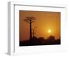 Baobab Avenue at Sunset, Madagascar-Daisy Gilardini-Framed Photographic Print