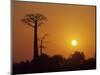 Baobab Avenue at Sunset, Madagascar-Daisy Gilardini-Mounted Photographic Print