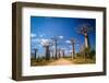 Baobab Avenue-pawopa3336-Framed Photographic Print