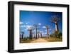 Baobab Avenue-pawopa3336-Framed Photographic Print