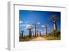 Baobab Avenue-pawopa3336-Framed Photographic Print