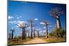 Baobab Avenue-pawopa3336-Mounted Photographic Print