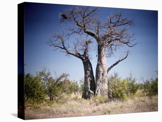 Baobab, Nxai Pan, Botswana-Paul Souders-Stretched Canvas