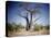 Baobab, Nxai Pan, Botswana-Paul Souders-Stretched Canvas
