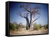 Baobab, Nxai Pan, Botswana-Paul Souders-Framed Stretched Canvas