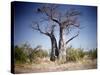 Baobab, Nxai Pan, Botswana-Paul Souders-Stretched Canvas