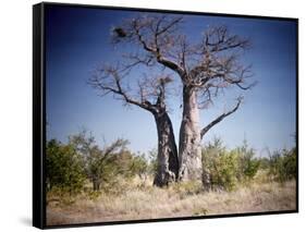 Baobab, Nxai Pan, Botswana-Paul Souders-Framed Stretched Canvas