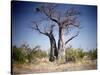 Baobab, Nxai Pan, Botswana-Paul Souders-Stretched Canvas