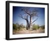 Baobab, Nxai Pan, Botswana-Paul Souders-Framed Premium Photographic Print