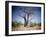 Baobab, Nxai Pan, Botswana-Paul Souders-Framed Premium Photographic Print