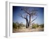 Baobab, Nxai Pan, Botswana-Paul Souders-Framed Premium Photographic Print