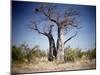 Baobab, Nxai Pan, Botswana-Paul Souders-Mounted Premium Photographic Print
