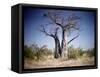 Baobab, Nxai Pan, Botswana-Paul Souders-Framed Stretched Canvas