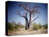 Baobab, Nxai Pan, Botswana-Paul Souders-Stretched Canvas