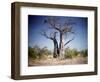 Baobab, Nxai Pan, Botswana-Paul Souders-Framed Photographic Print