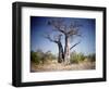 Baobab, Nxai Pan, Botswana-Paul Souders-Framed Photographic Print