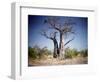 Baobab, Nxai Pan, Botswana-Paul Souders-Framed Photographic Print