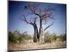 Baobab, Nxai Pan, Botswana-Paul Souders-Mounted Photographic Print