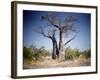 Baobab, Nxai Pan, Botswana-Paul Souders-Framed Photographic Print