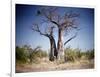 Baobab, Nxai Pan, Botswana-Paul Souders-Framed Photographic Print