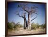 Baobab, Nxai Pan, Botswana-Paul Souders-Framed Photographic Print