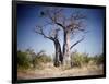 Baobab, Nxai Pan, Botswana-Paul Souders-Framed Photographic Print