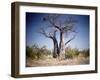 Baobab, Nxai Pan, Botswana-Paul Souders-Framed Photographic Print