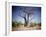 Baobab, Nxai Pan, Botswana-Paul Souders-Framed Photographic Print