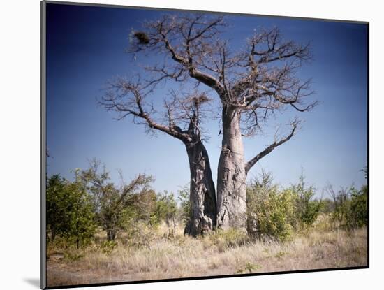 Baobab, Nxai Pan, Botswana-Paul Souders-Mounted Photographic Print