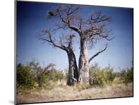 Baobab, Nxai Pan, Botswana-Paul Souders-Mounted Photographic Print