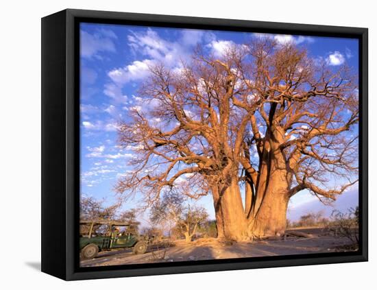Baobab, Okavango Delta, Botswana-Pete Oxford-Framed Stretched Canvas