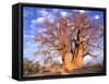 Baobab, Okavango Delta, Botswana-Pete Oxford-Framed Stretched Canvas