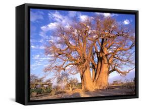 Baobab, Okavango Delta, Botswana-Pete Oxford-Framed Stretched Canvas