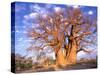 Baobab, Okavango Delta, Botswana-Pete Oxford-Stretched Canvas