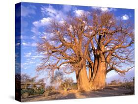 Baobab, Okavango Delta, Botswana-Pete Oxford-Stretched Canvas