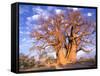 Baobab, Okavango Delta, Botswana-Pete Oxford-Framed Stretched Canvas